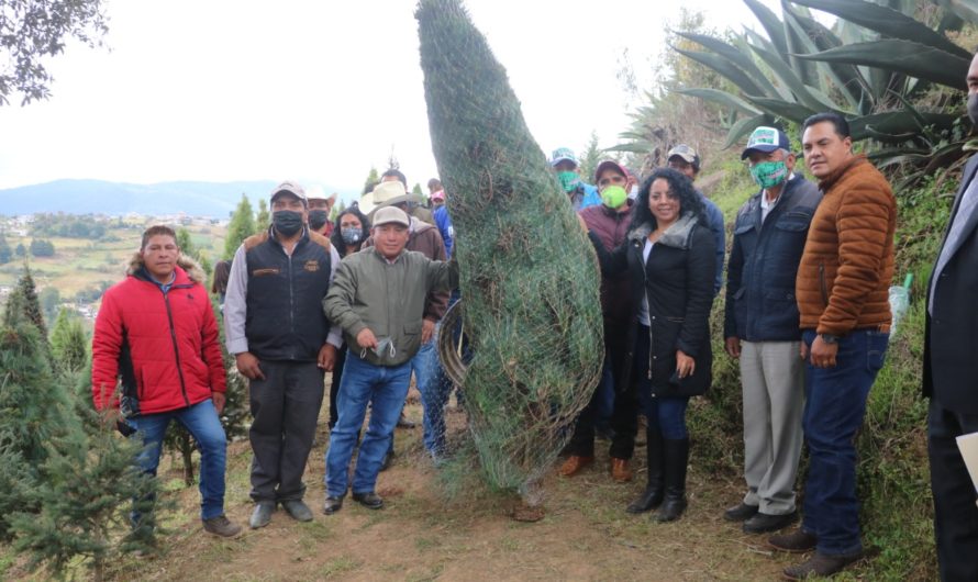 Inicia venta de árboles navideños en Xonacatlán