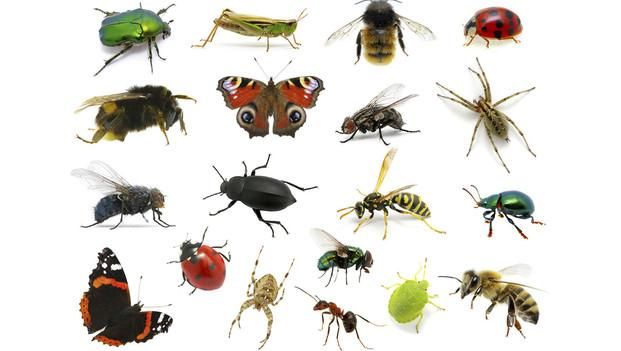 Entomología Forense, ciencia que resuelve crímenes