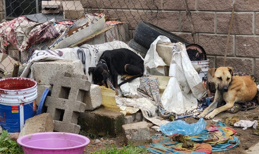 Intervienen predio y rescatan a tres caninos